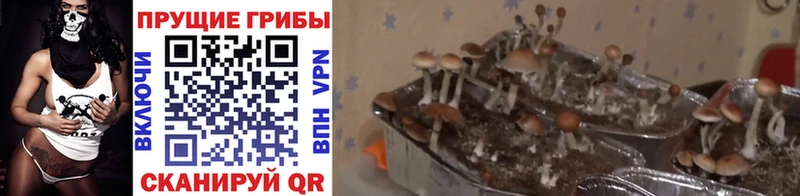 Галлюциногенные грибы мухоморы Усть-Лабинск